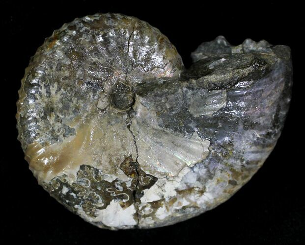 Hoploscaphites Ammonite - South Dakota #22682
